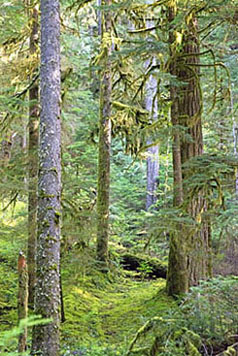 opal creek old forest smaller graphic